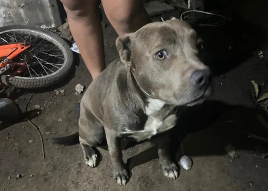 La Justicia imputó a los dueños de los perros que atacaron y mataron a un niño de 2 años en Arturo Seguí