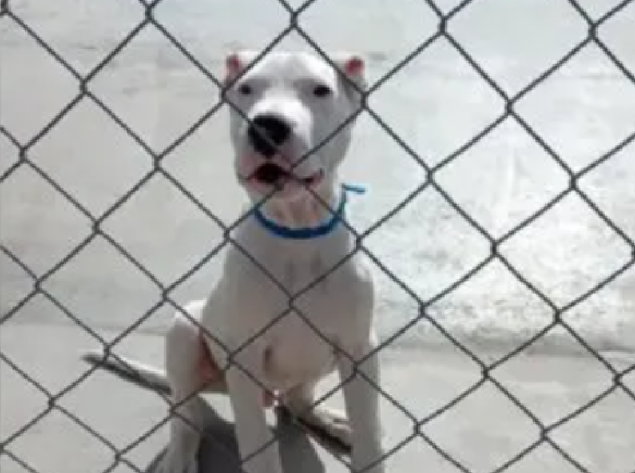 Filmaba a su perro mientras lo maltrataba, lo subia a las redes y quedó detenido