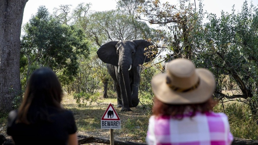 Salió de su auto para sacar fotos en Sudáfrica y murió pisoteado por un elefante