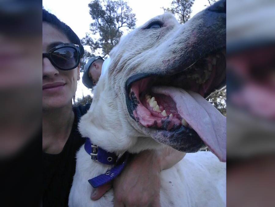 Una platense está desempleada, deja todo por rescatar perros maltratados y necesita ayuda para seguir: ”No doy abasto”