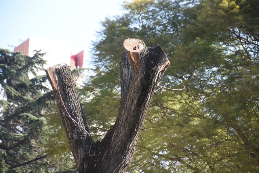 Vecinos repudian la salvaje deforestación de la plaza 19 de Noviembre: ”Han devastado todo, te dan ganas de llorar”