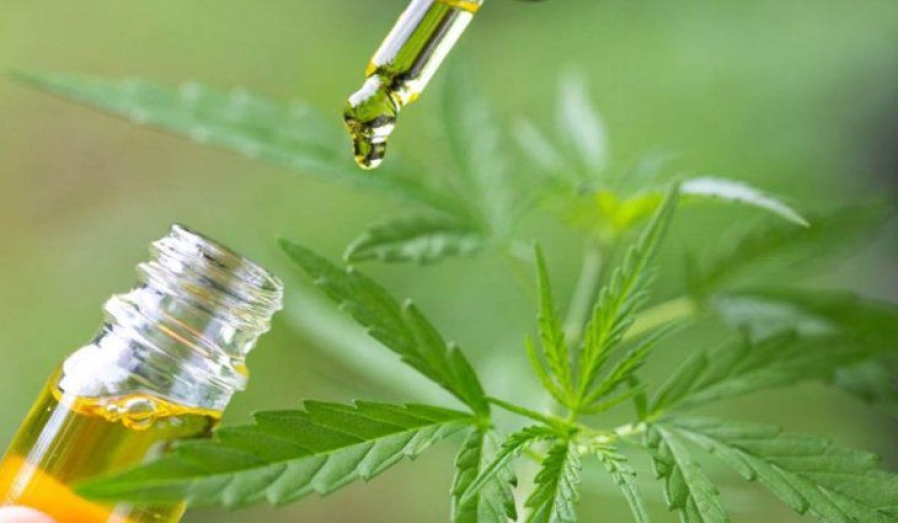 El senado podría aprobar este jueves el cannabis medicinal
