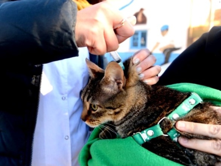 Llega una nueva jornada de vacunación y castración gratuita a Hernández en La Plata