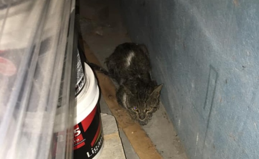 Piden ayuda para un gatito quemado que debió ser internado en La Plata