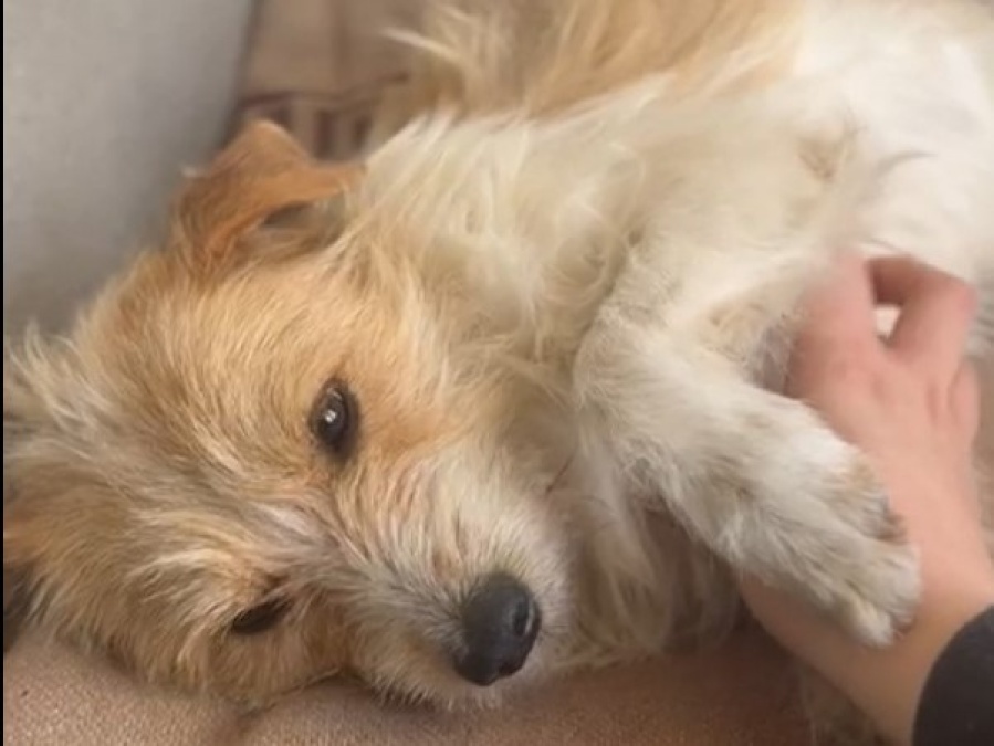 Un perro resultó herido al quedar atrapado en una reja en Altos de San Lorenzo