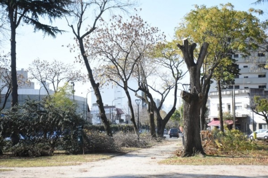 Vecinos de La Plata juntan firmas para frenar la tala masiva de árboles