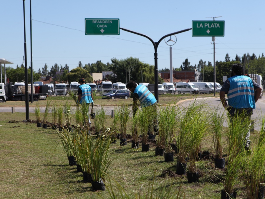 Forestación renovada en avenida 44: poda, nivelación, rellenado y plantación de nuevos ejemplares