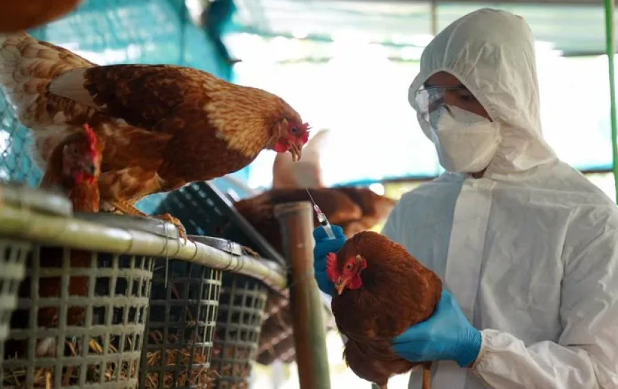 Alerta sanitaria: detectaron, por primera vez en la historia, la presencia de la Gripe Aviar en Argentina