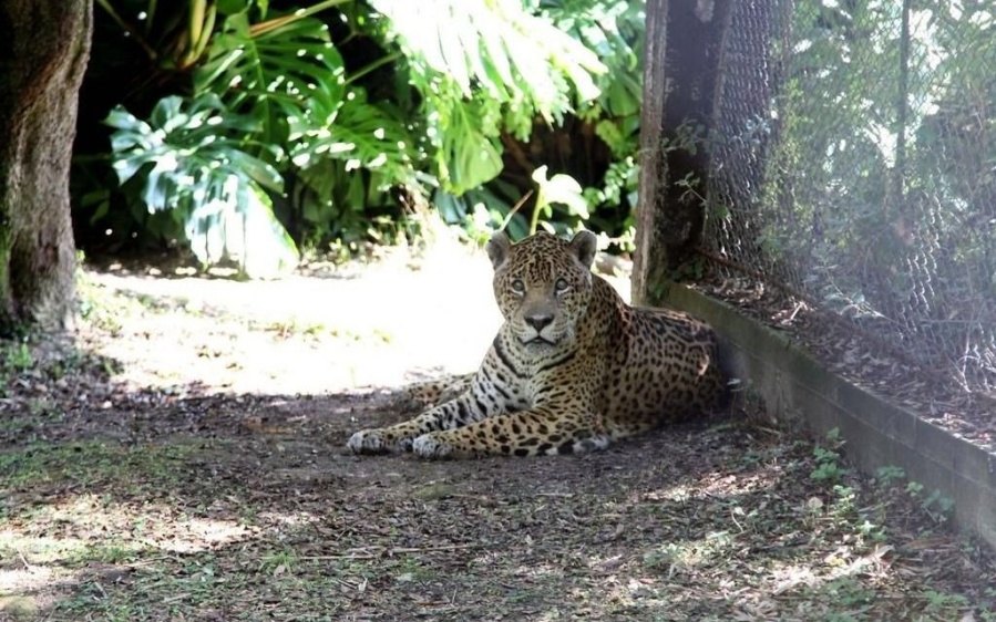 Murió Juan, el yaguareté que vivía en el ex Zoológico de La Plata