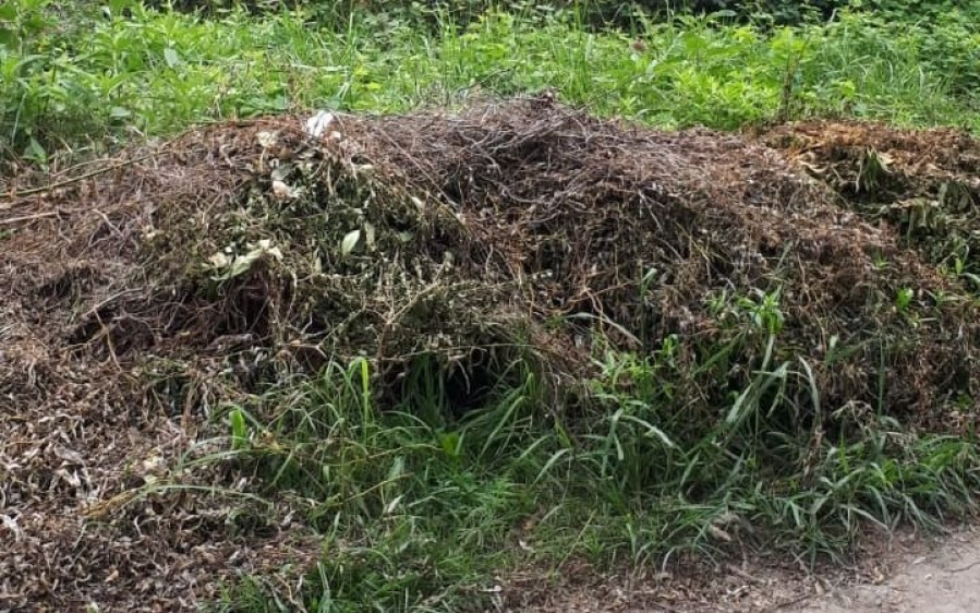 Vecinos de City Bell aseguran que el abandono y usurpación de lotes llenaron de ratas sus casas
