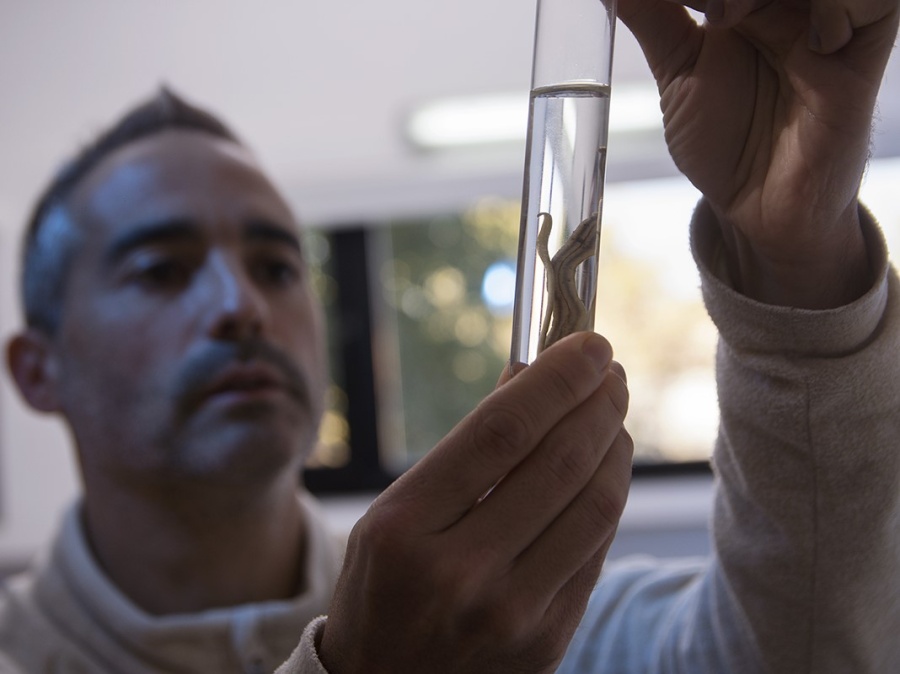 Expertos de la UNLP advierten sobre especies invasoras que se encuentran en las macetas