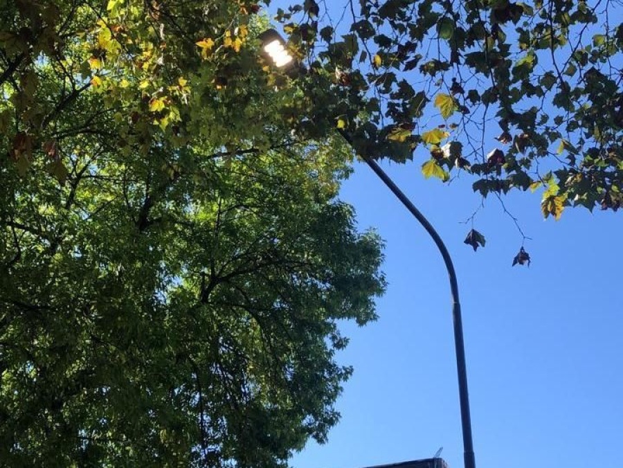 Vecinos reclaman por luces que permanecen prendidas ”durante todo el día” entre las plazas Moreno e Islas Malvinas