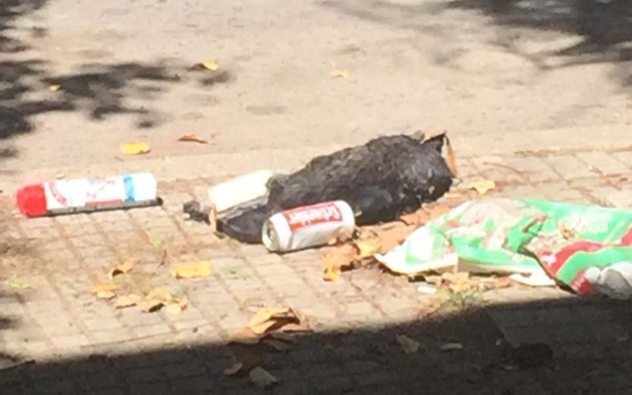 Vecinos de 14 y 63 denuncian que conviven con un animal muerto en la vereda