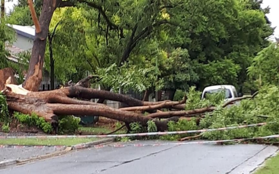 Vecinos de City Bell están preocupados por un árbol que cayó y el estado forestal de la zona