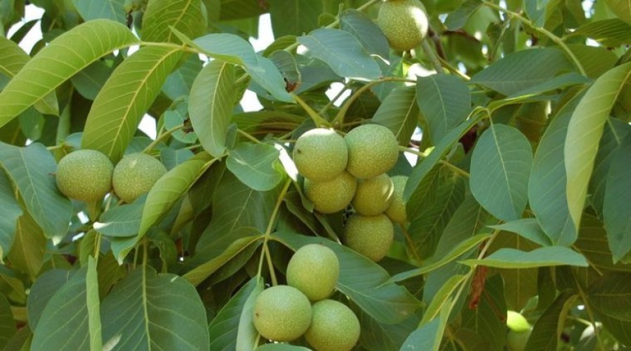 Un fruto seco podría ayudar a mejorar el desarrollo cognitivo de los adolescentes