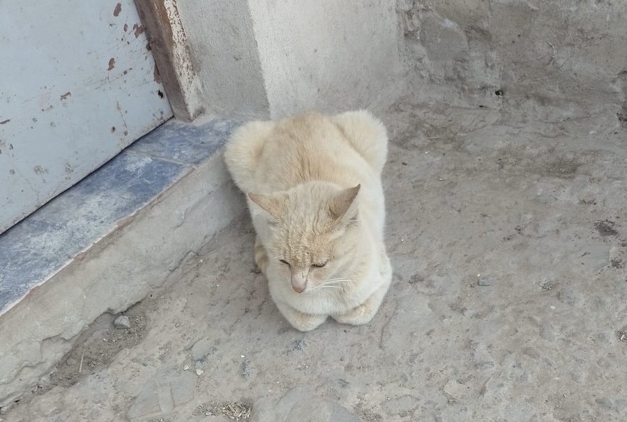 Arrojaron a una gata preñada de una camioneta en La Plata y le salvaron la vida de milagro