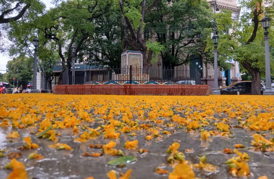 Una escena a lo Floricienta, en fotos: la lluvia dejó una hermosa alfombra amarilla en La Plata
