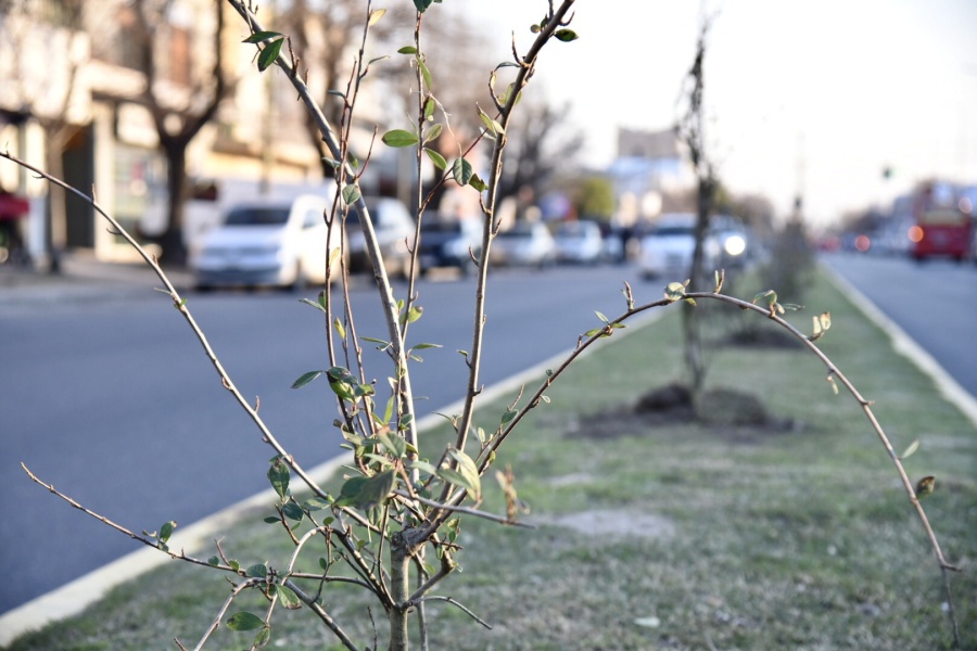 Mejoras urbanas y forestación para potenciar el centro de San Carlos