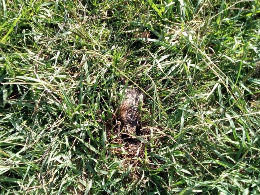 Denuncian que hay ratas muertas al lado de una canchita de fútbol de La Plata