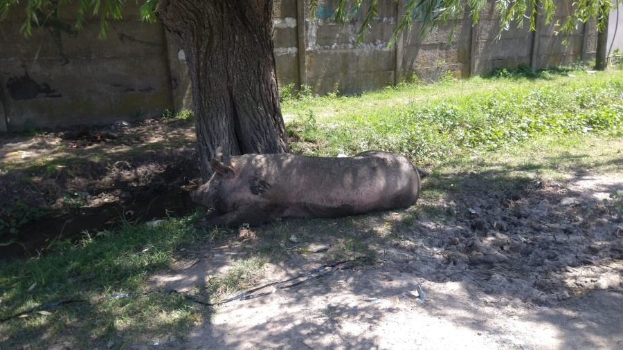 Cuidado, chancho suelto en La Plata: un vecino capturó el momento