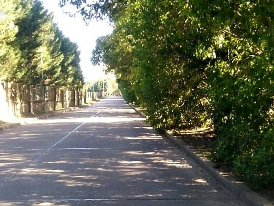 Reclaman por un ligustro que obstaculiza el andar en una calle de Gonnet