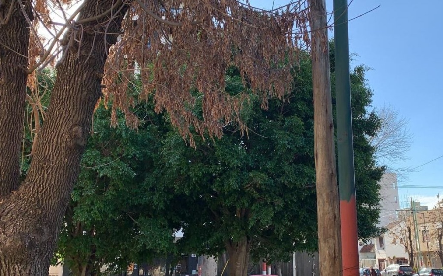 Vecinos de 39 y 19 piden por la poda en los árboles de la zona