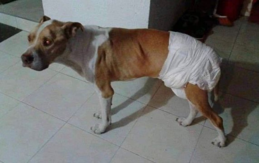 Decía ser platense y pedía dinero por una buena causa pero la descubrieron: “Algo me sonaba raro”