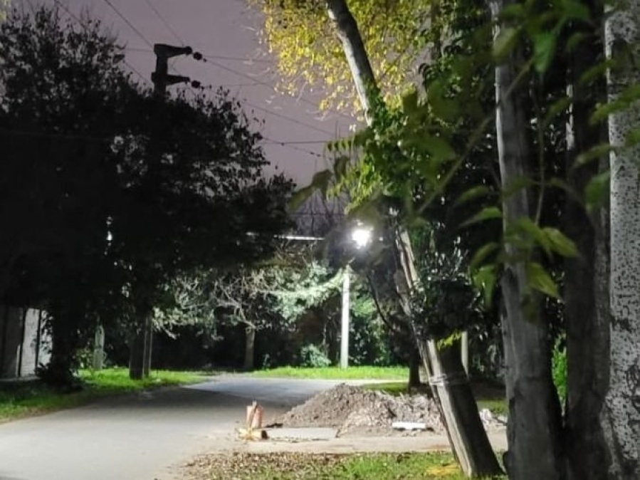 En City Bell piden que saquen un árbol a punto de caerse: ”Hace mucho tiempo estamos haciendo reclamos”