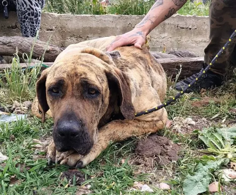 Rescatan a dos perros desnutridos y atados en una vivienda de Melchor Romero