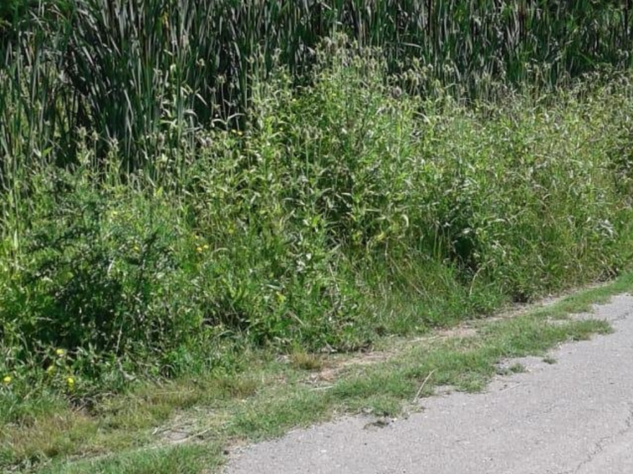 Vecinos reclaman que se corte el pasto en 50 entre 164 y 165