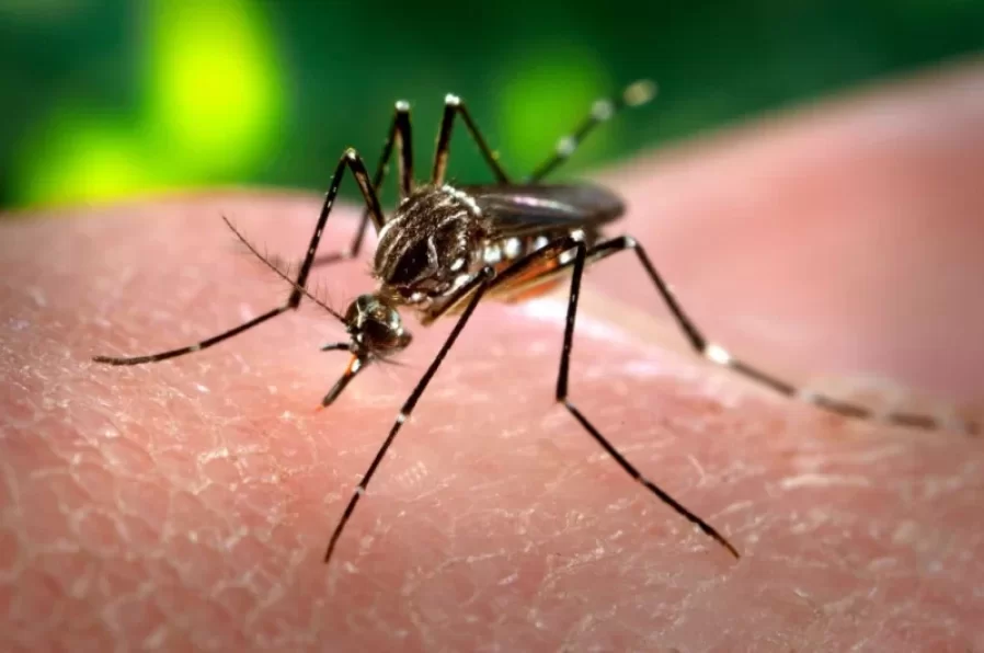 Confirman la tercera víctima fatal por dengue en la Provincia