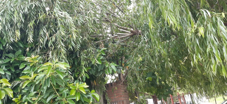 Un brazo de árbol se encuentra sobre los cables los vecinos de Villa Elvira piden con urgencia una solución