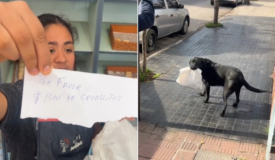 Atendía su panadería y llegó un perro con plata, una bolsa y el pedido para comprar: ”¿El dueño es genio o perezoso?”