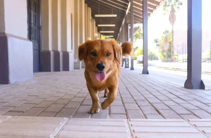 “Turrón”: el perro ferroviario que es furor en redes