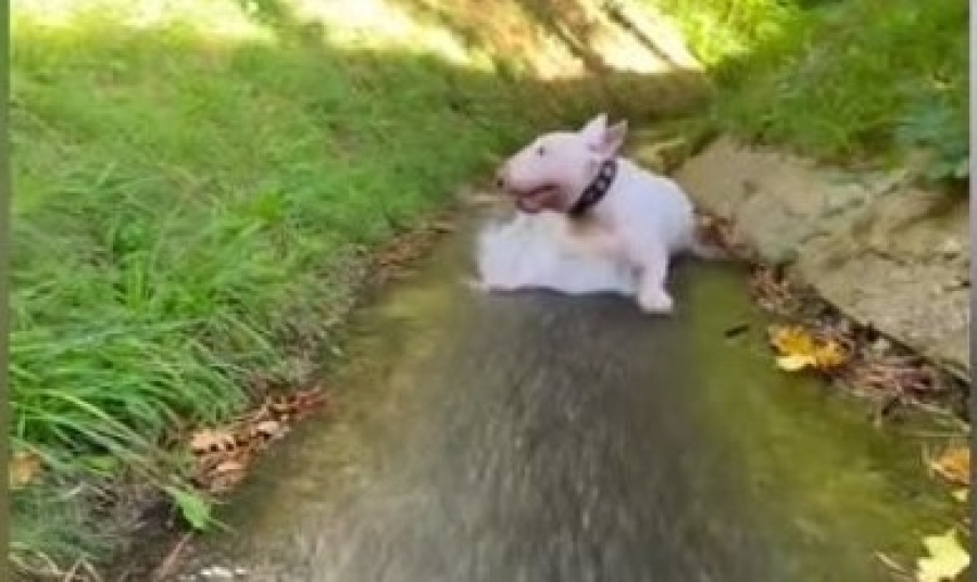 Este perro la pasa genial deslizándose por un riachuelo