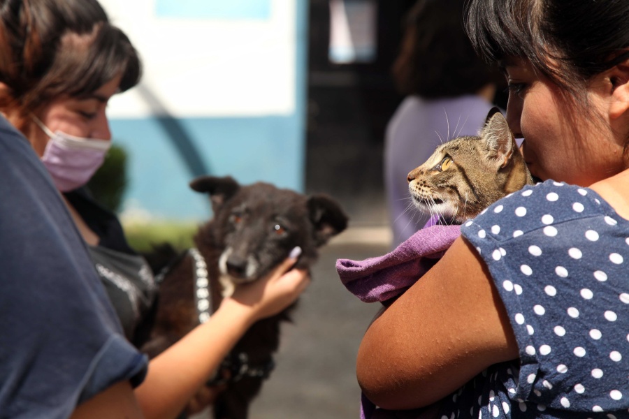 Tres localidad platenses tendrán su jornada de vacunación antirrábica durante esta semana