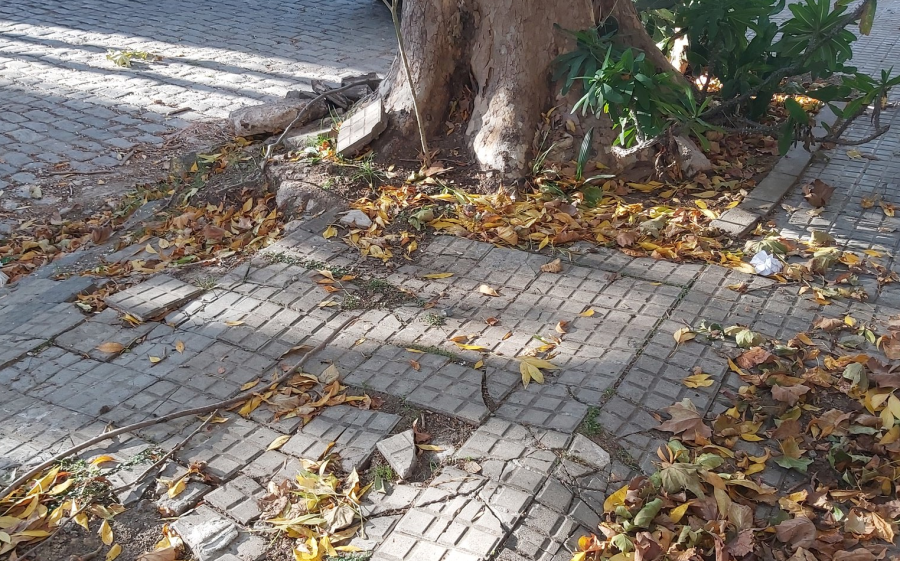 Vecinos se quejaron porque las raíces de los árboles rompieron la vereda