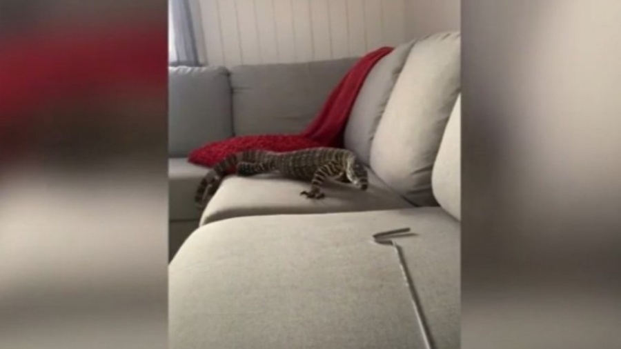 Este hombre tiene un lagarto gigante como amigo fiel