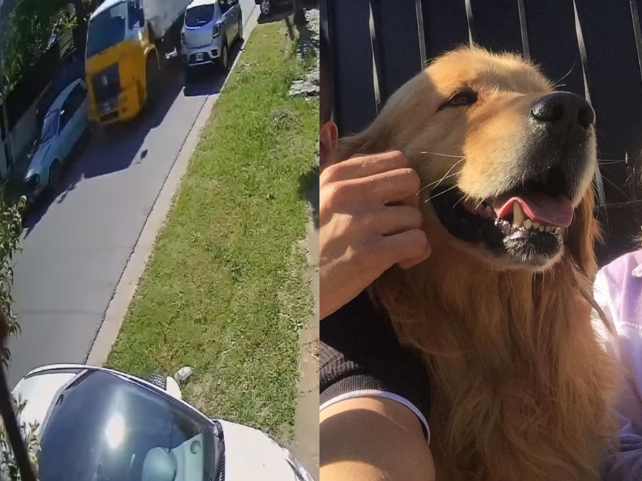 Un camionero desalmado atropelló a un perro en La Plata, se escapó y la familia pide justicia: ”No es el primero que mata”