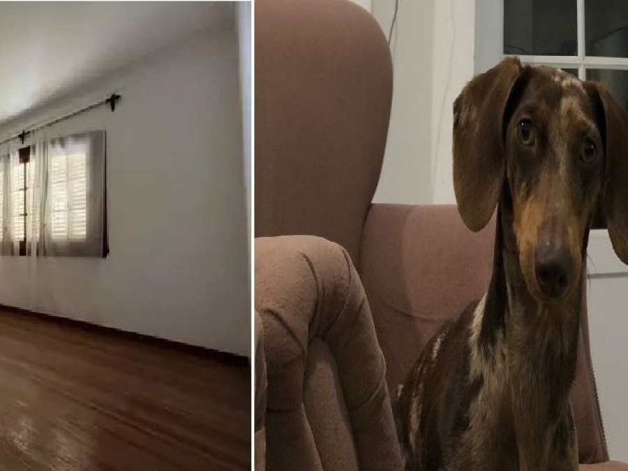 Su amigo se fue de vacaciones, quedó a cargo de cuidar su casa en La Plata y perdió algo importante: “Amigo no encuentro...”