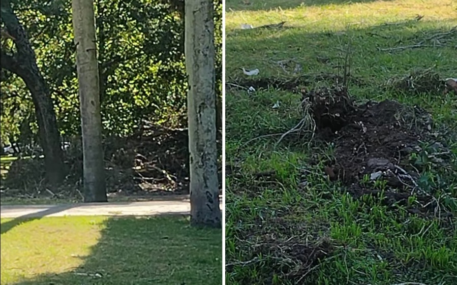 Vecinos se quejaron por los árboles arrancados en parque Saavedra
