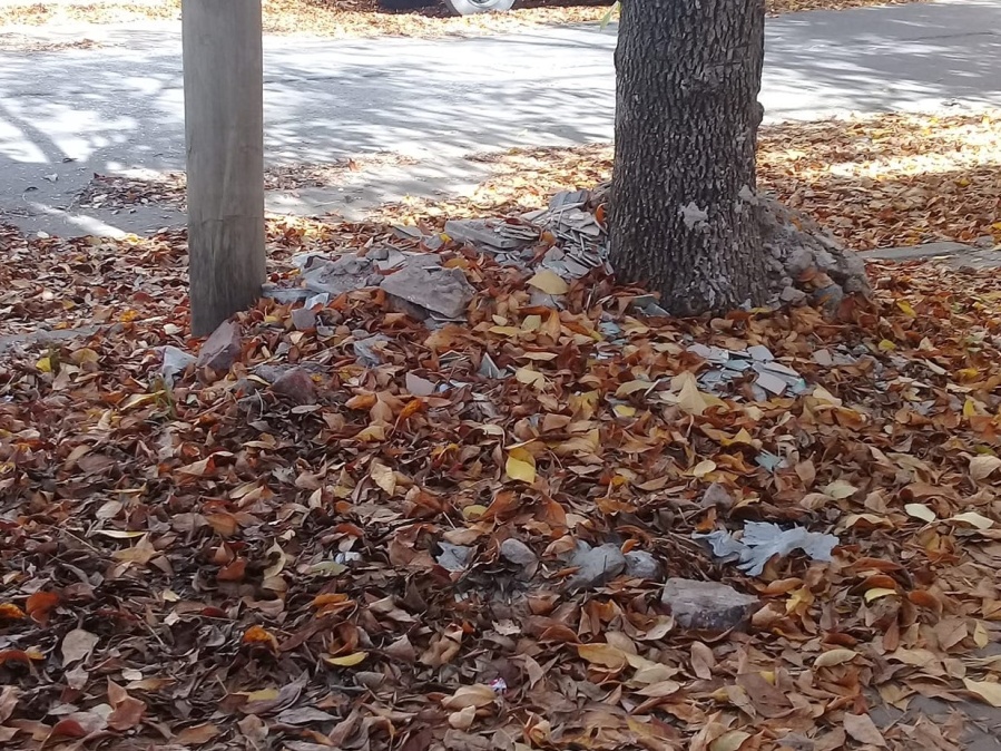 Piden que limpien las calles y veredas llenas de hojas: ”No pasan nunca”
