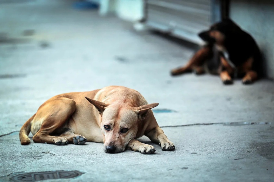 Rescatan a dos perras en estado de abandono y maltrato en Melchor Romero