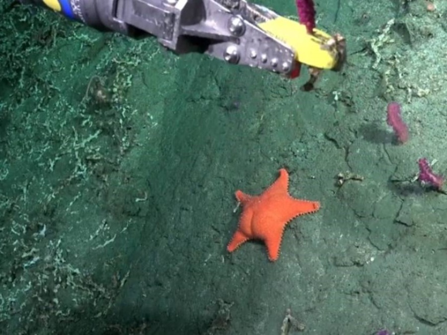 La expedición científica al cañón submarino de Mar del Plata cuenta con participación de investigadores de La Plata