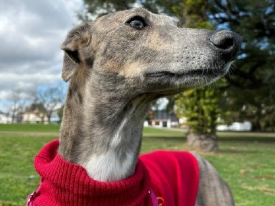 Este domingo en La Plata se llevó a cabo la séptima jornada de adopción