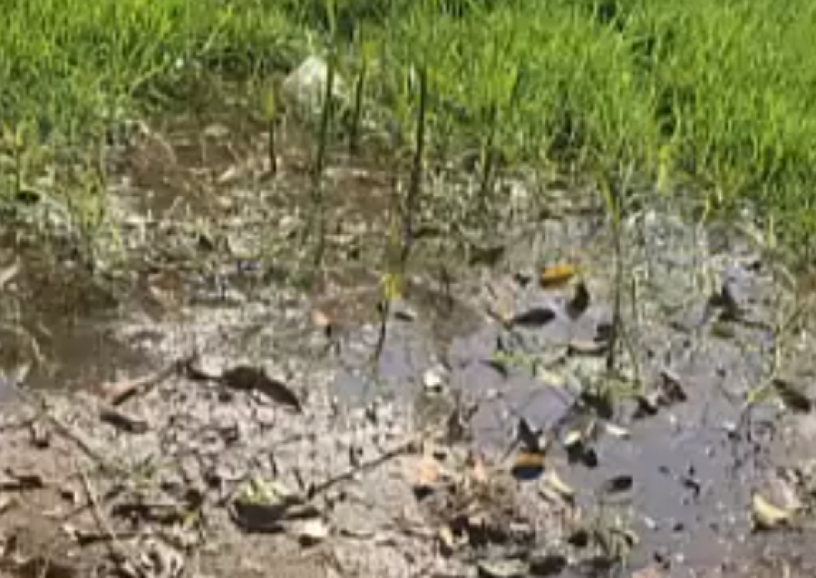 ”Parece una pileta pública”, vecinos de Villa Castells denuncian una gran perdida de agua
