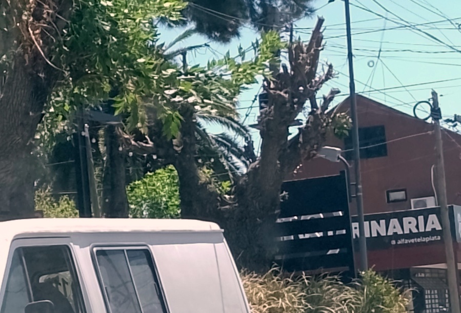 ”35 grados, sin luz, casi sin agua, y se les ocurre podar árboles”: el enojo de un vecino de Gorina en una tarde al rojo vivo