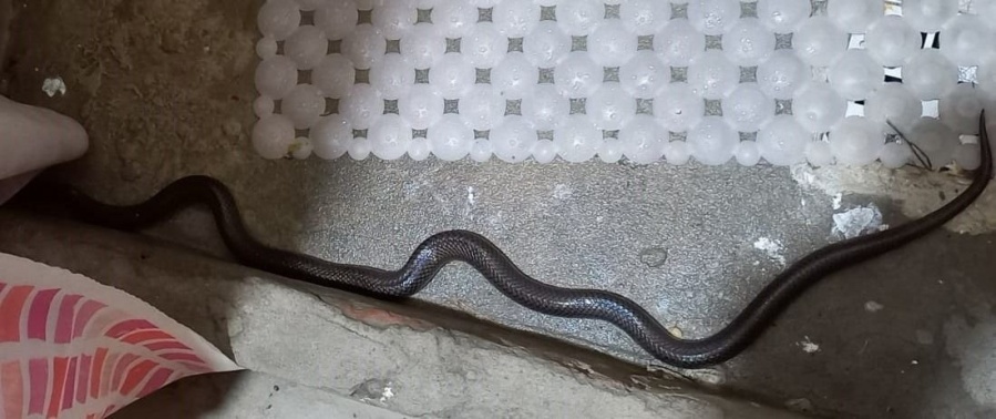 Una vecina de La Plata se sorprendió al ver una víbora de dos metros dentro de su baño