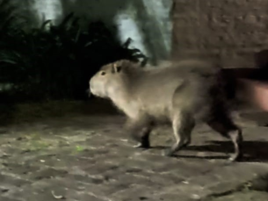 Vecinos captaron a un carpincho paseando por un barrio de City Bell