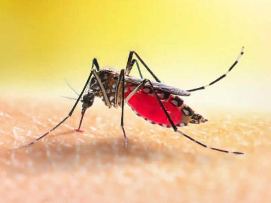 Se confirmó la segunda muerte por encefalitis equina en la provincia